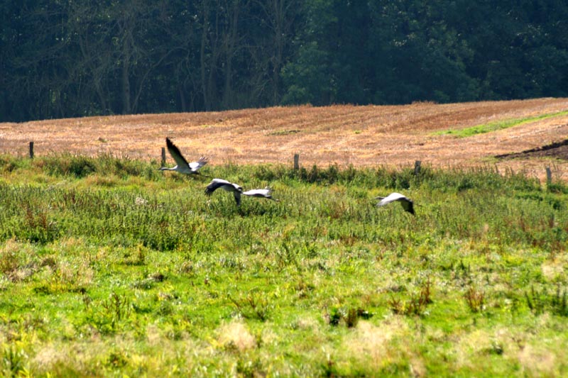 Kraniche in Mecklenburg - Kranich (lat. Grus grus)